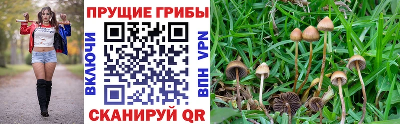 как найти закладки  Железноводск  Псилоцибиновые грибы Cubensis 